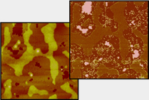 AFM height and phase image of block-type hetero-grafted CPBs AFM height and phase image of block-type hetero-grafted CPBs
