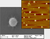 AFM and SEM image of the „head of Medusa“-like macromolecules